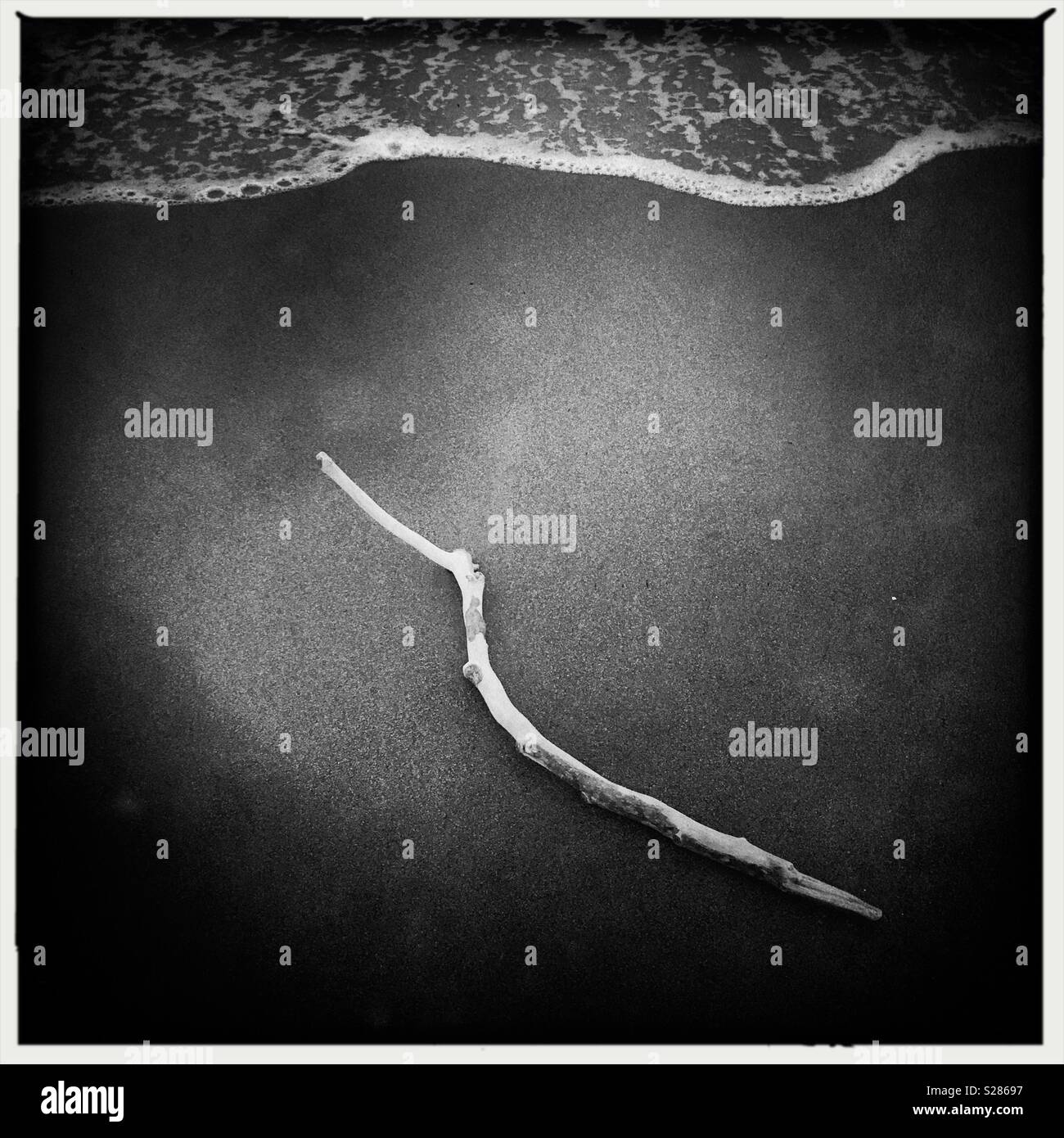 Der Baum, der am Meer gewaschen Stockfoto