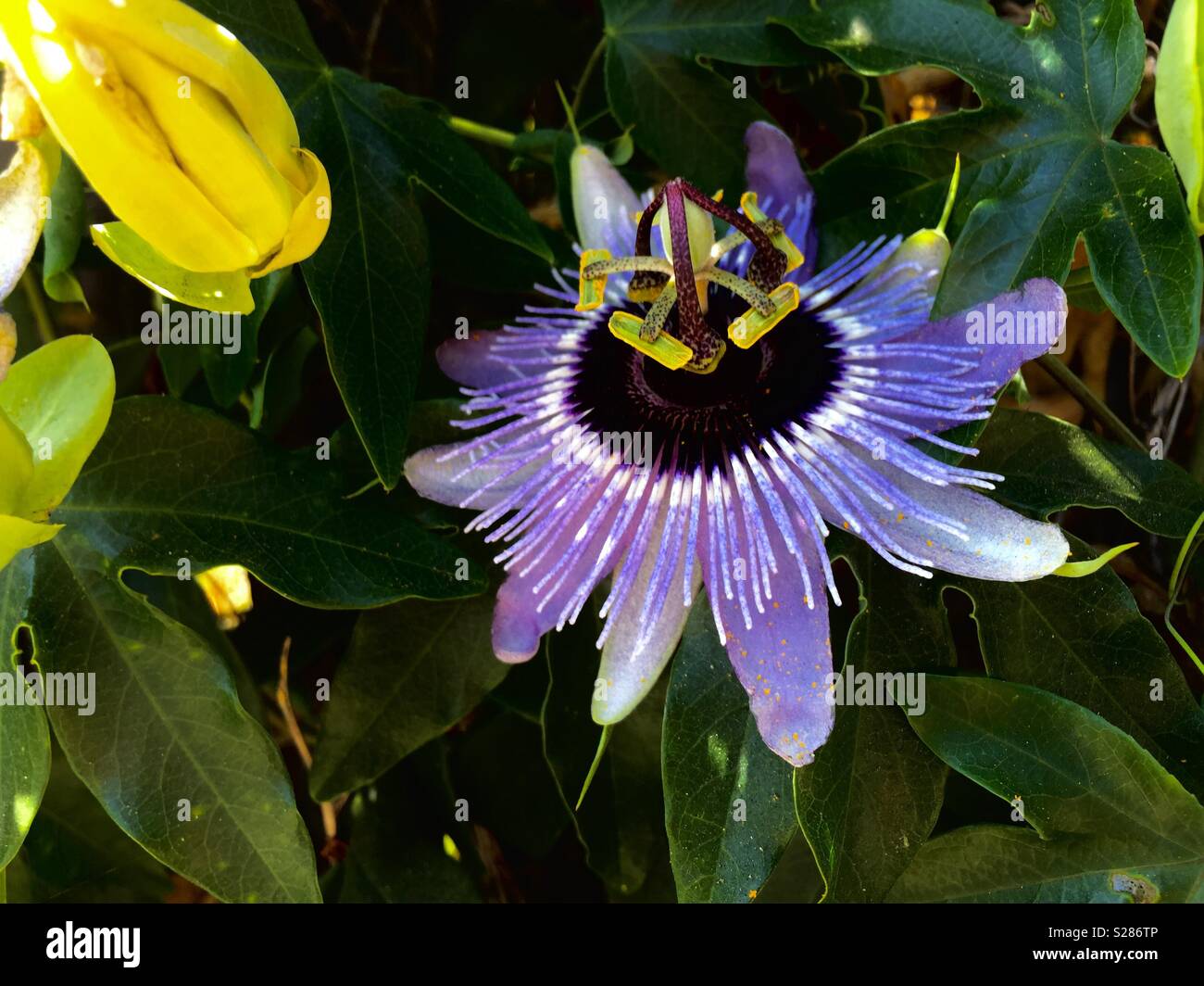 Passionsblume, Passi Flora - Smartphone-aufgenommenes Stockfoto