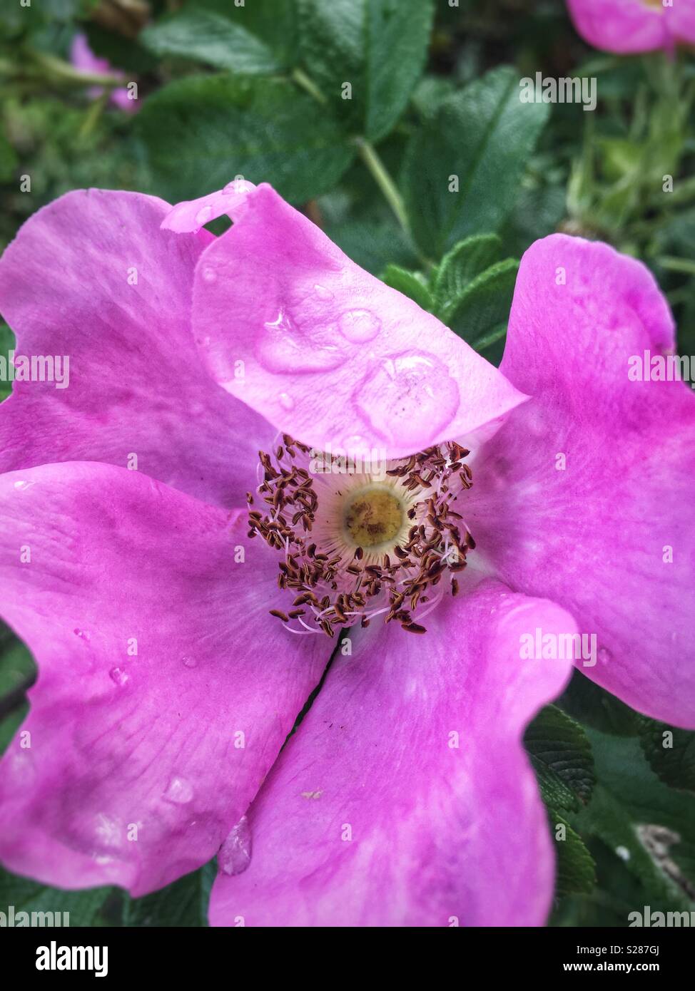 Nahaufnahme von Wild Rose blühen und Tropfen regen Stockfoto