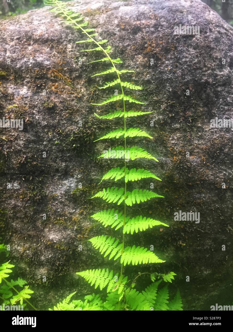 Grünen Farn wächst Rock - Smartphone-aufgenommenes Stockfoto
