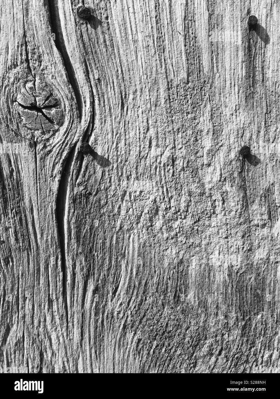 Textur der Holzmaserung in Mono mit 4 alten Nägel in einem quadratischen Muster Stockfoto