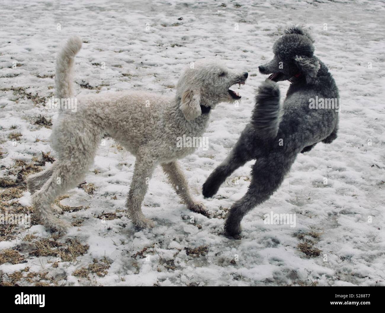 Pudel Spielen im Schnee Stockfoto