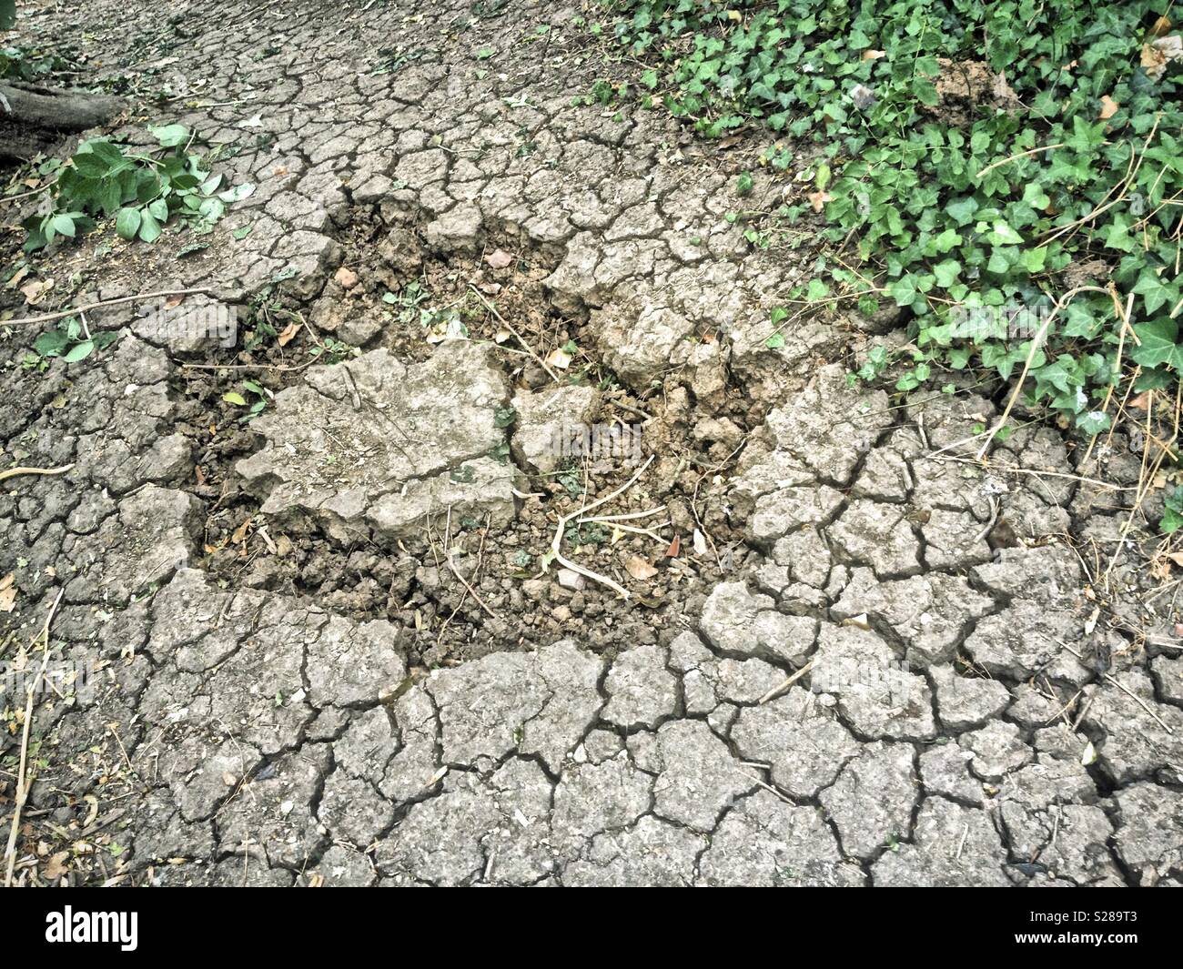 Risse und gebrochene Pathway in hügeligen Feldern, während der Dürre - Smartphone-aufgenommenes Stockfoto