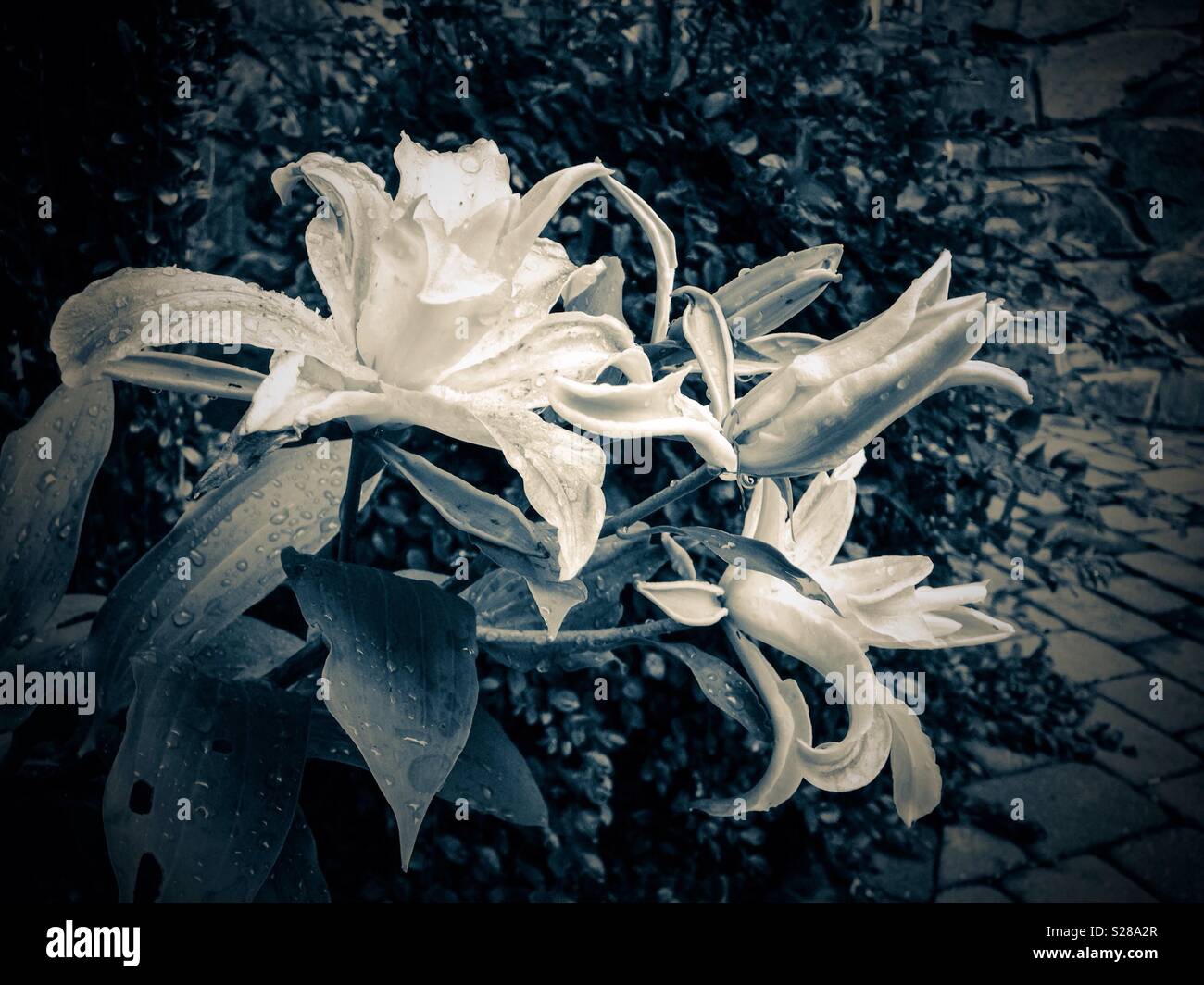 Blau sepia getont Foto von blassen Lily im Garten. - Smartphone-aufgenommenes Stockfoto