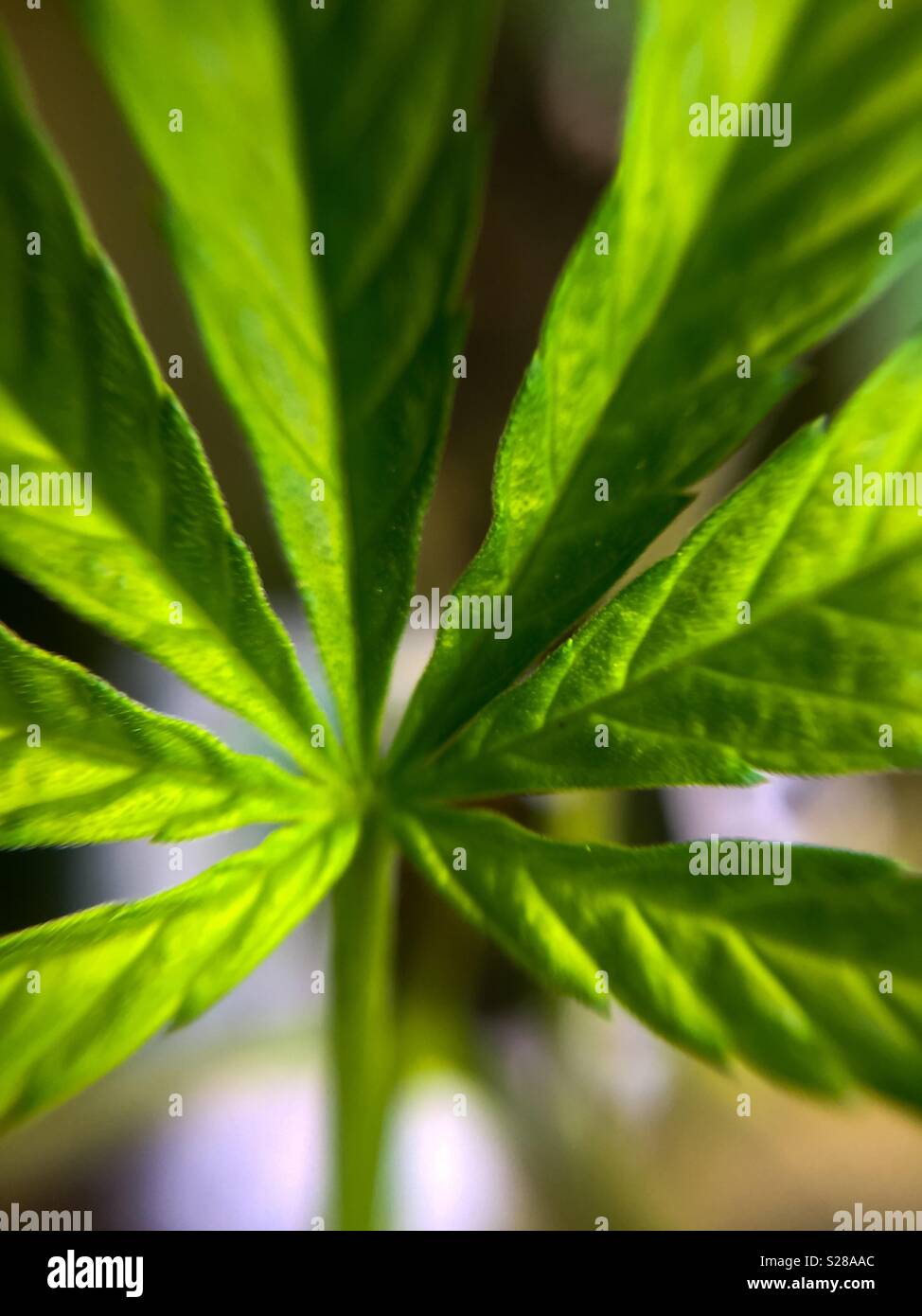 Frisch und Jung Marihuana Blatt - Smartphone-aufgenommenes Stockfoto