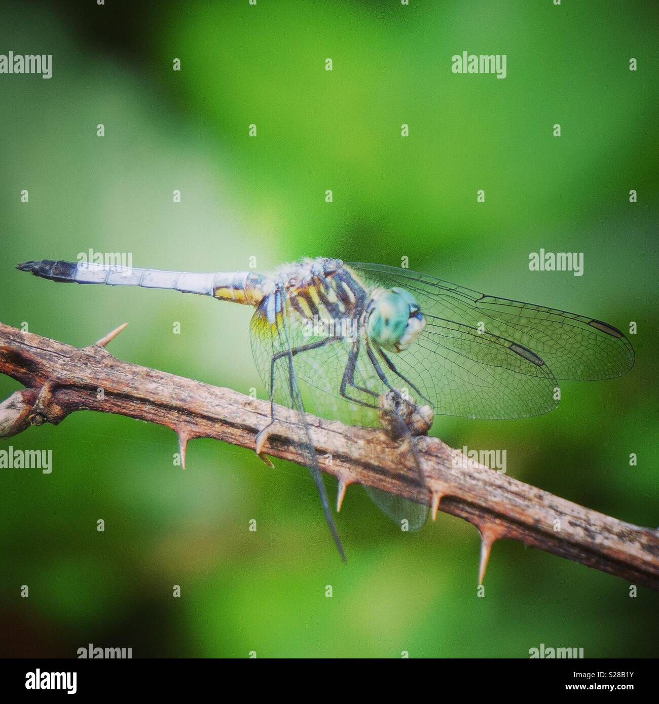 Männlich blue Dasher Dragonfly, Wayne County, Pennsylvania Stockfoto