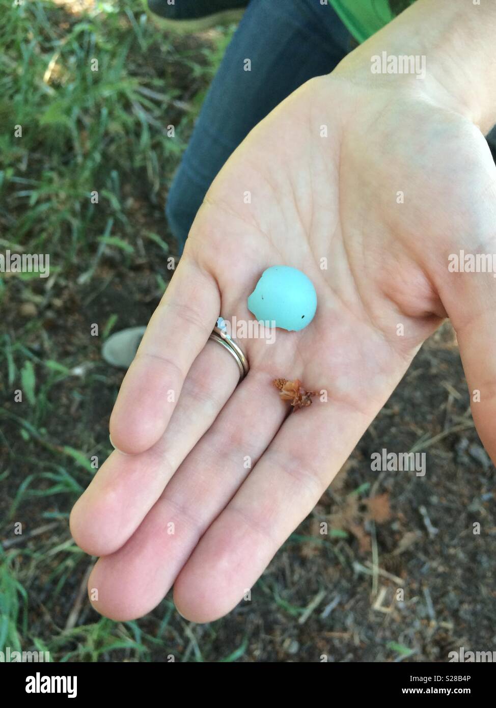 Person, die kleinen blauen Vogel (Robin) Egg Shell Stockfoto