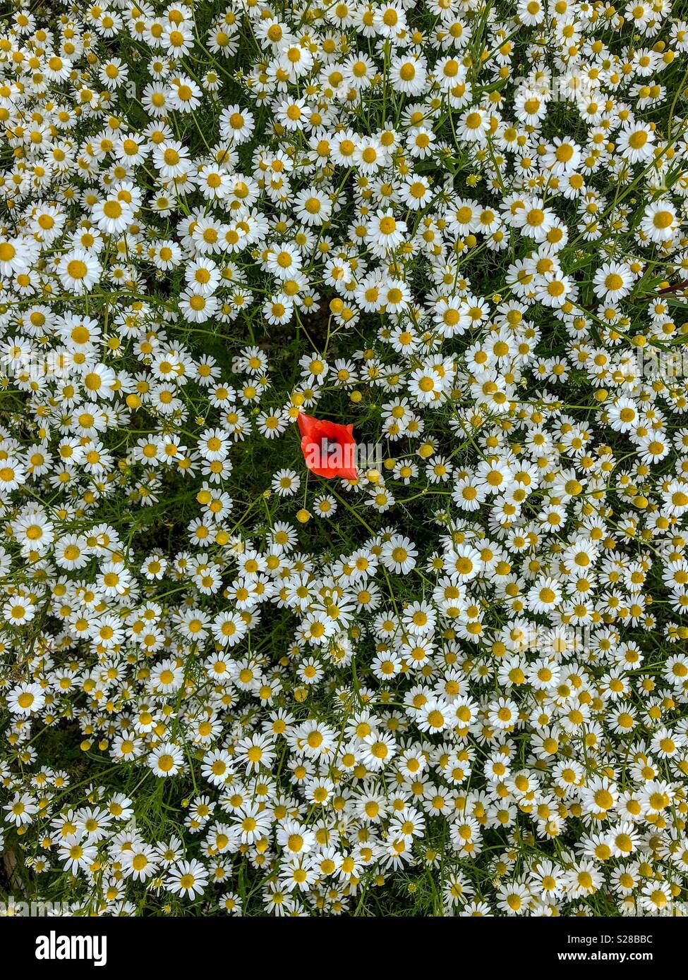Einzelner isolierter Mohnblume unter einem Feld von wilden Margeriten - Smartphone-aufgenommenes Stockfoto