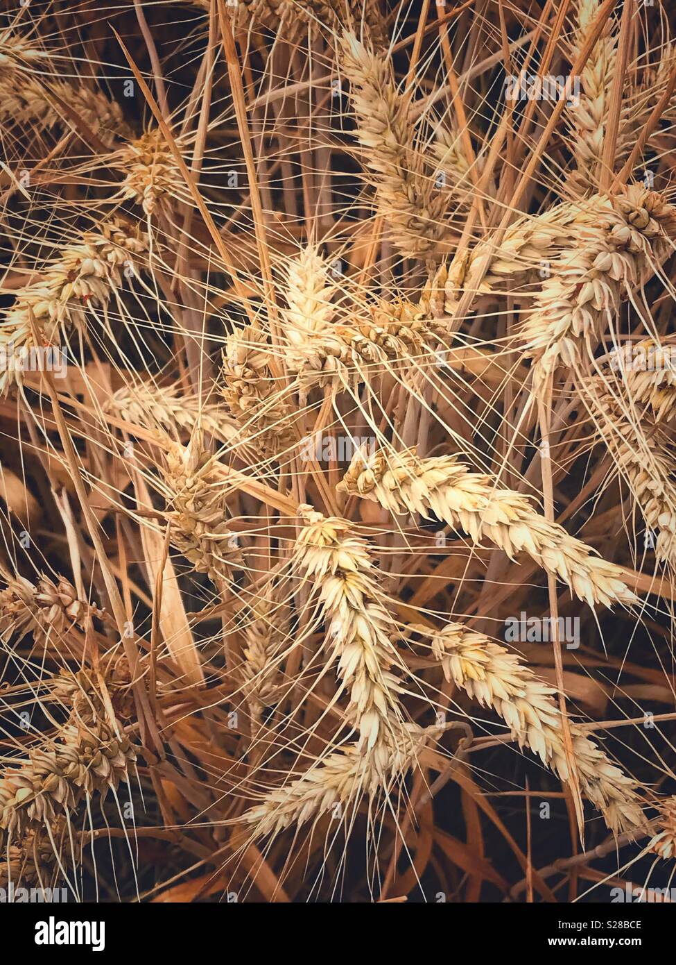 Weichweizen wächst in einem Feld Stockfoto