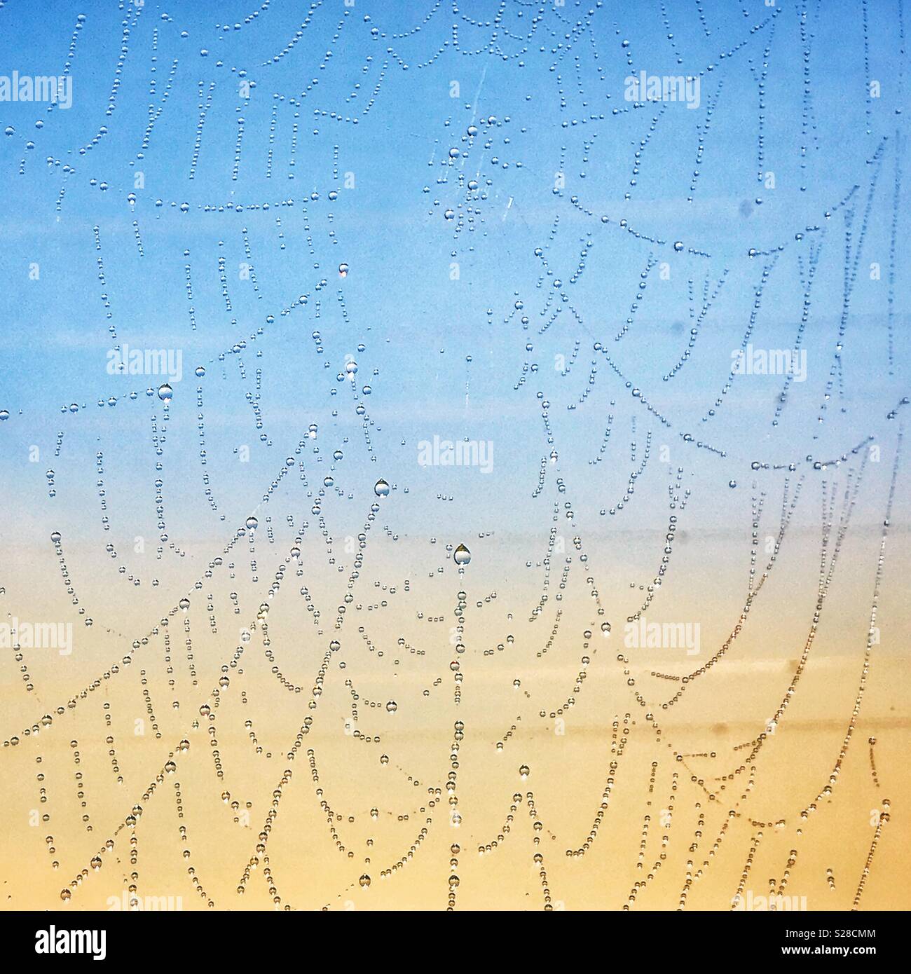 Am frühen Morgen spiderweb in Tau. - Smartphone-aufgenommenes Stockfoto