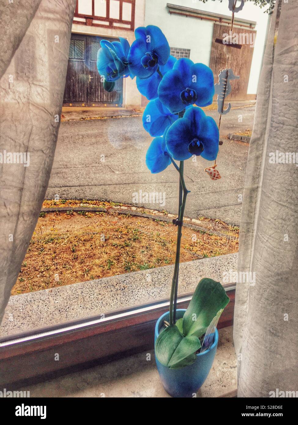 Blaue Orchidee auf den Fenstersims Stockfoto