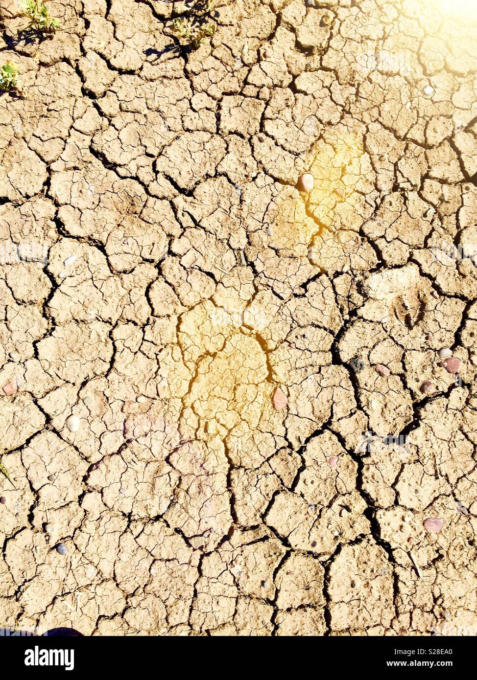Trockener Erde Nahaufnahme Geröstete - Smartphone-aufgenommenes Stockfoto