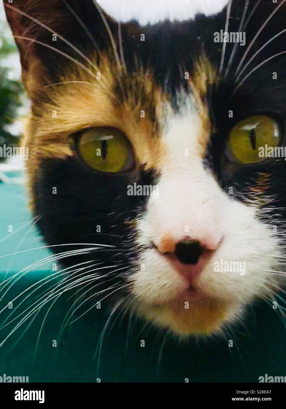 Nahaufnahme von Katzengesicht, zeigt Katzenaugen und Fleck auf der Nase - Smartphone-aufgenommenes Stockfoto