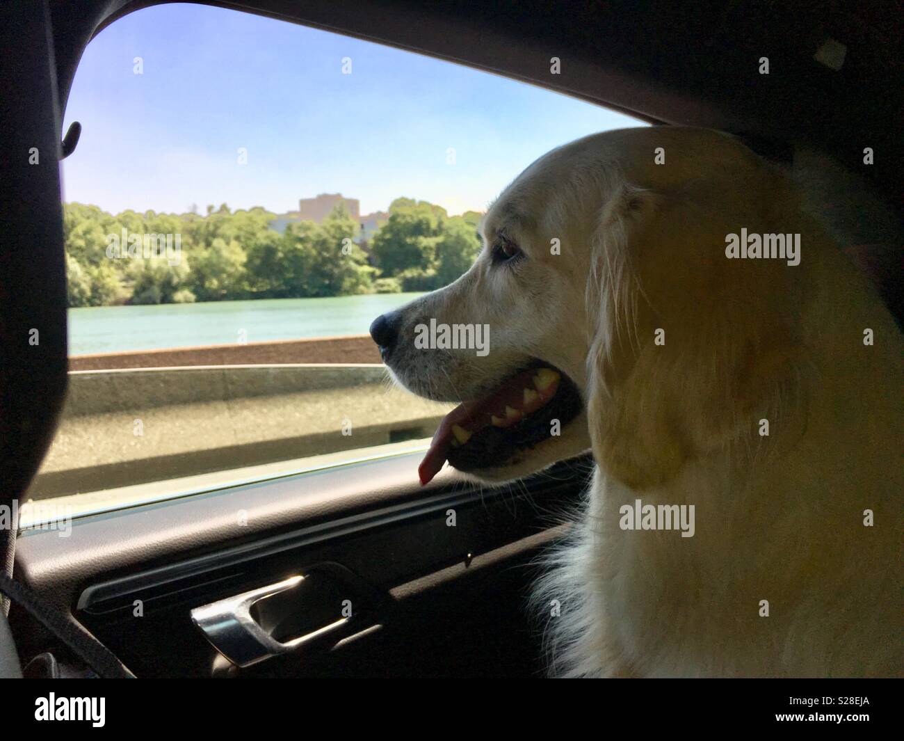 Hund, der Blick aus dem Autofenster. Stockfoto