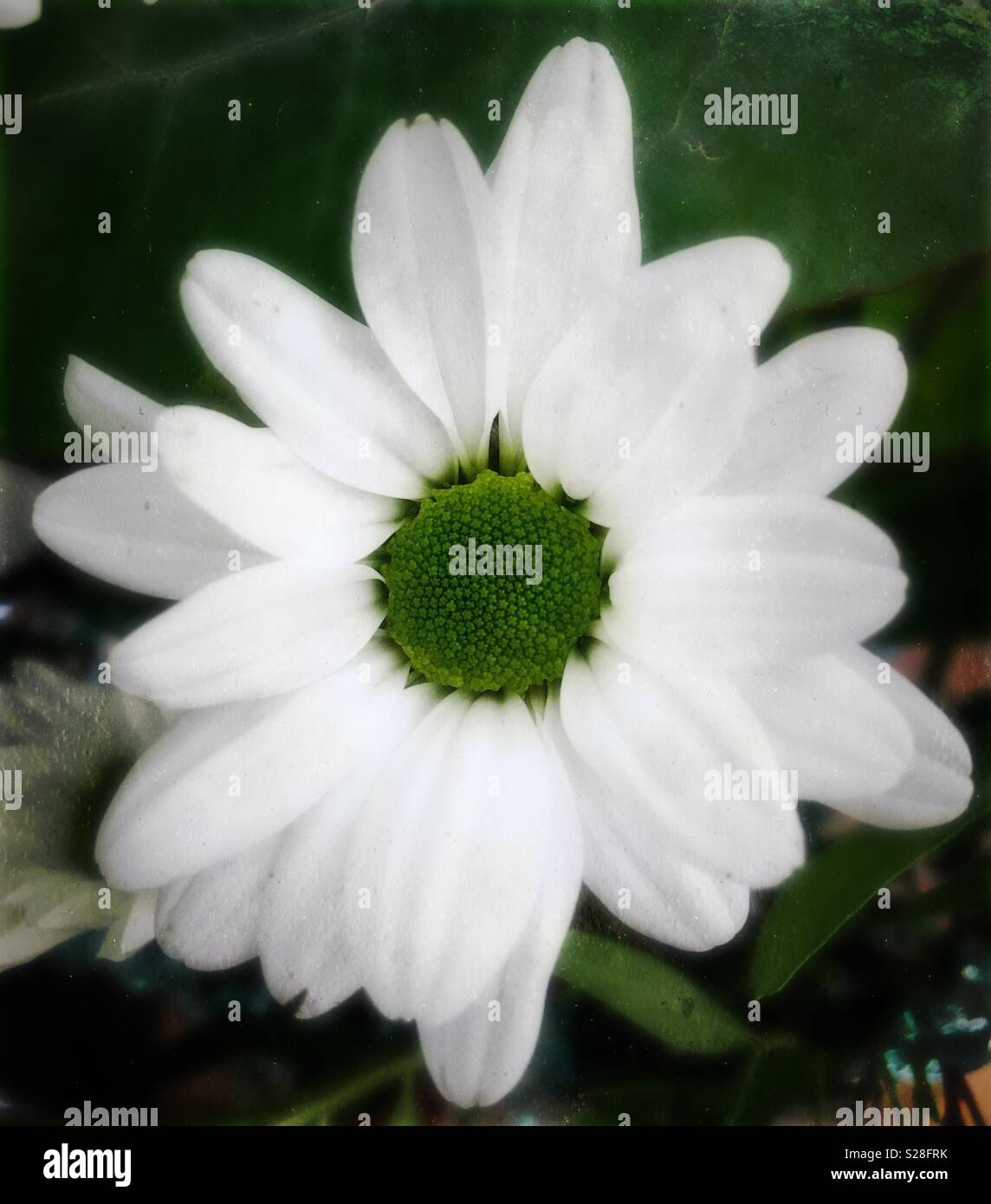 Weiße und Grüne Blume Stockfoto