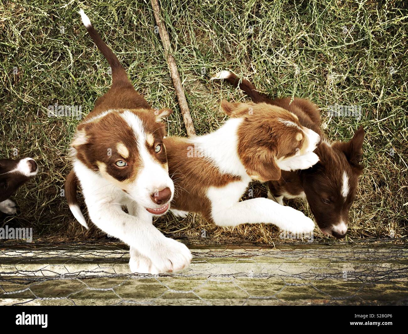 Red Border Collie Welpen werden spielerisch in ihren Lauf. Stockfoto