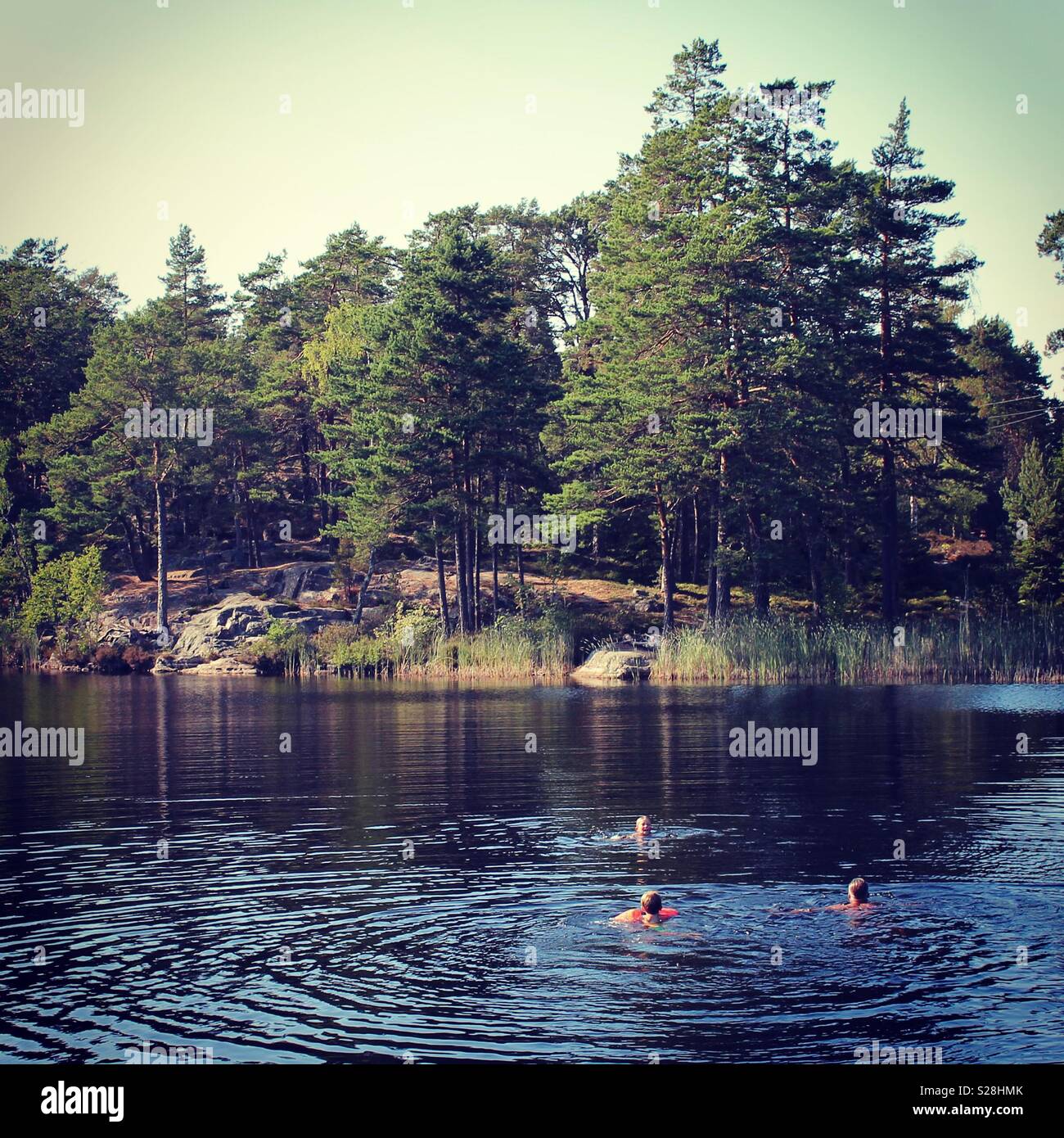 Sommer baden in schwedischen Wald See Stockfoto