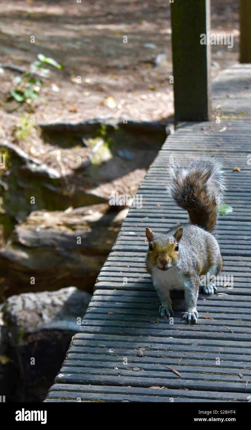 Eichhörnchen Stockfoto