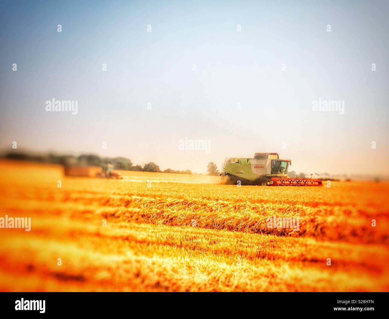 Claas Lexikon Mähdrescher schneiden Weizen, Bawdsey, Suffolk, England. - Smartphone-aufgenommenes Stockfoto
