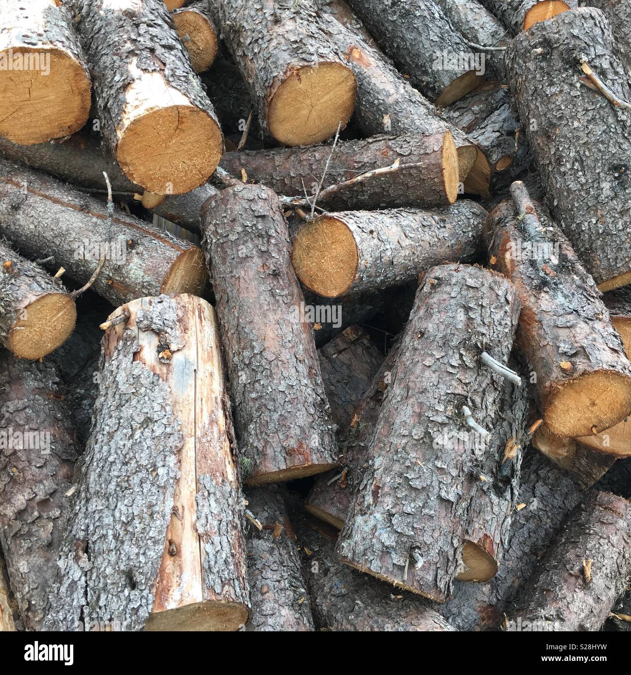 Geschlagenes Holz - Smartphone-aufgenommenes Stockfoto