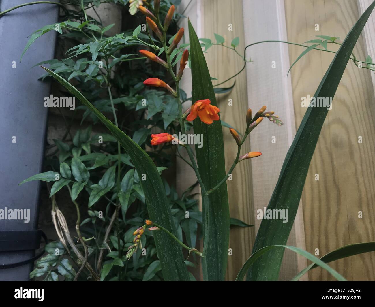 Crocosmia Blumen in voller Blüte - Smartphone-aufgenommenes Stockfoto