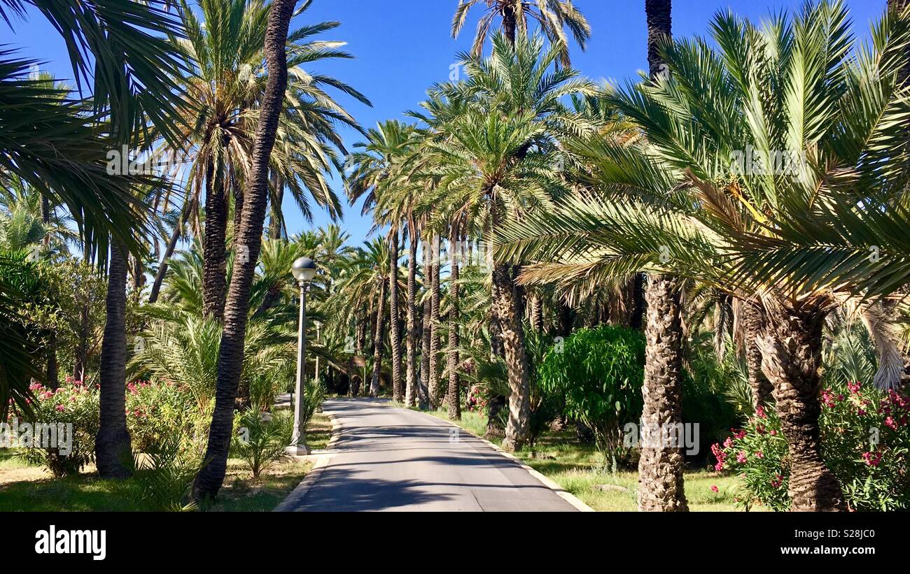 Von Palmen gesäumten Fußweg. Elche Palm Grove. Spanien Stockfoto