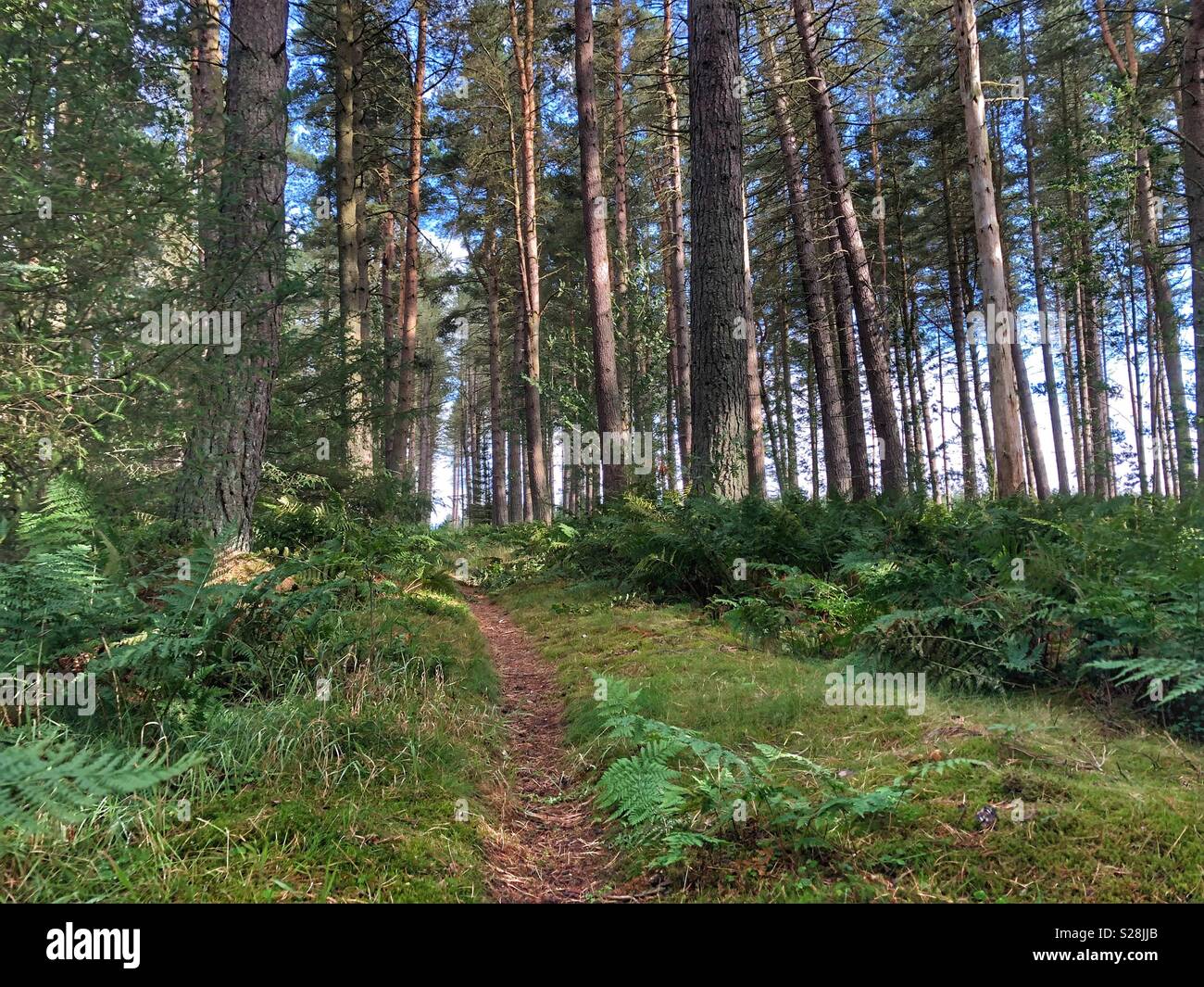 Wald-Spaziergang Stockfoto