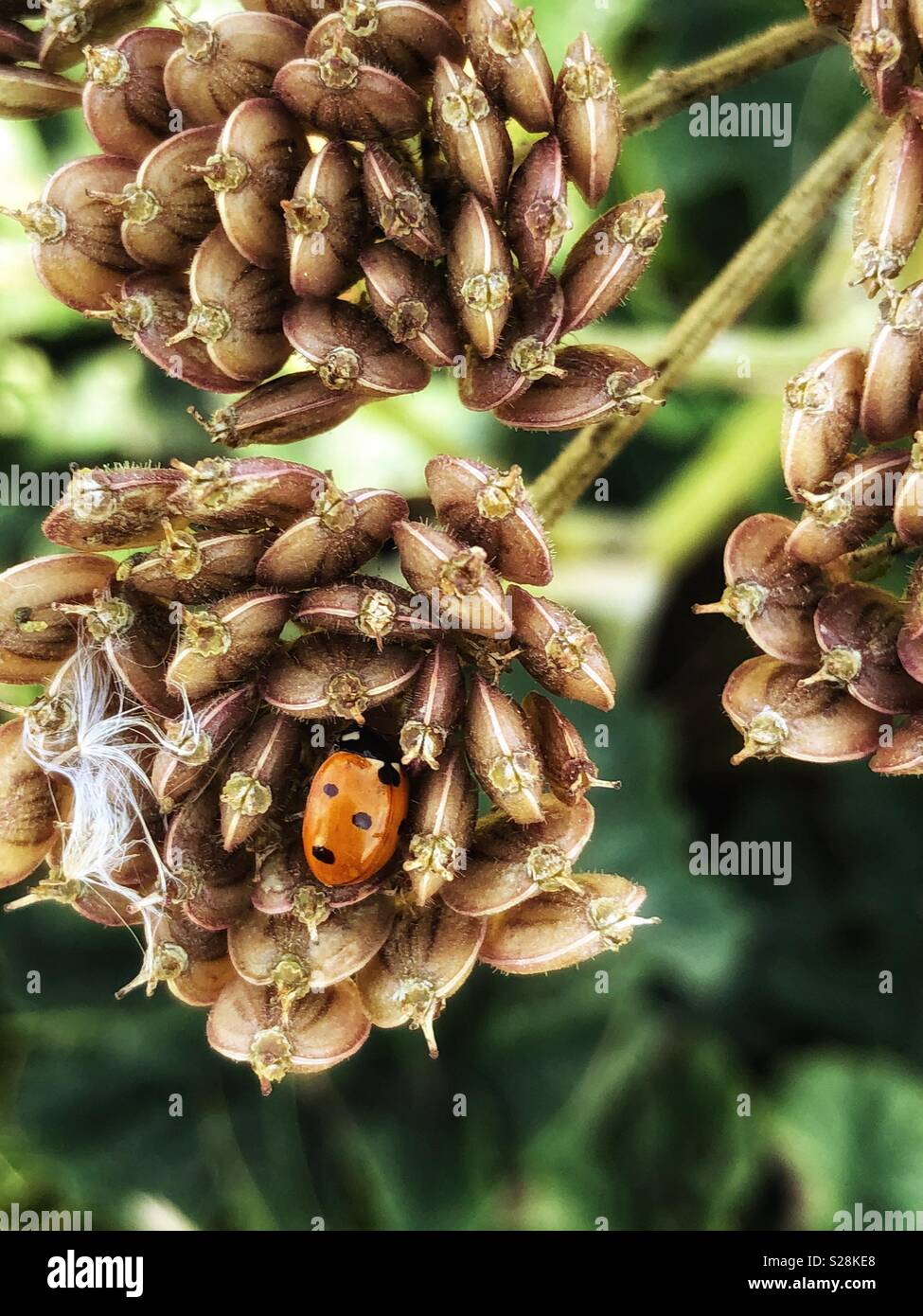 Marienkäfer auf den Samen einer Pflanze Stockfoto