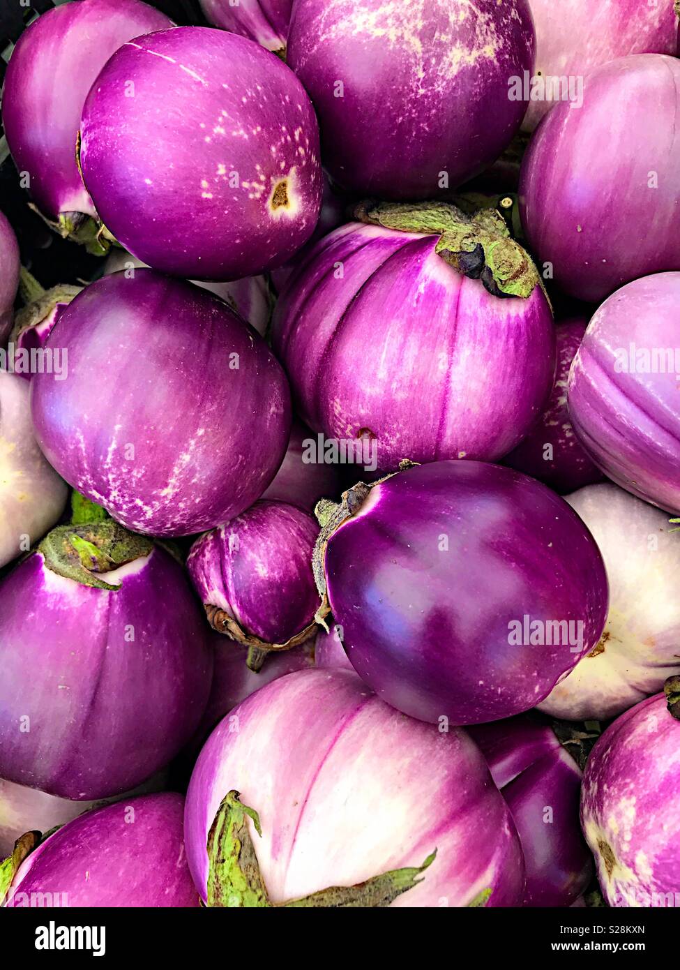 Eine Gruppe von Auberginen Stockfoto