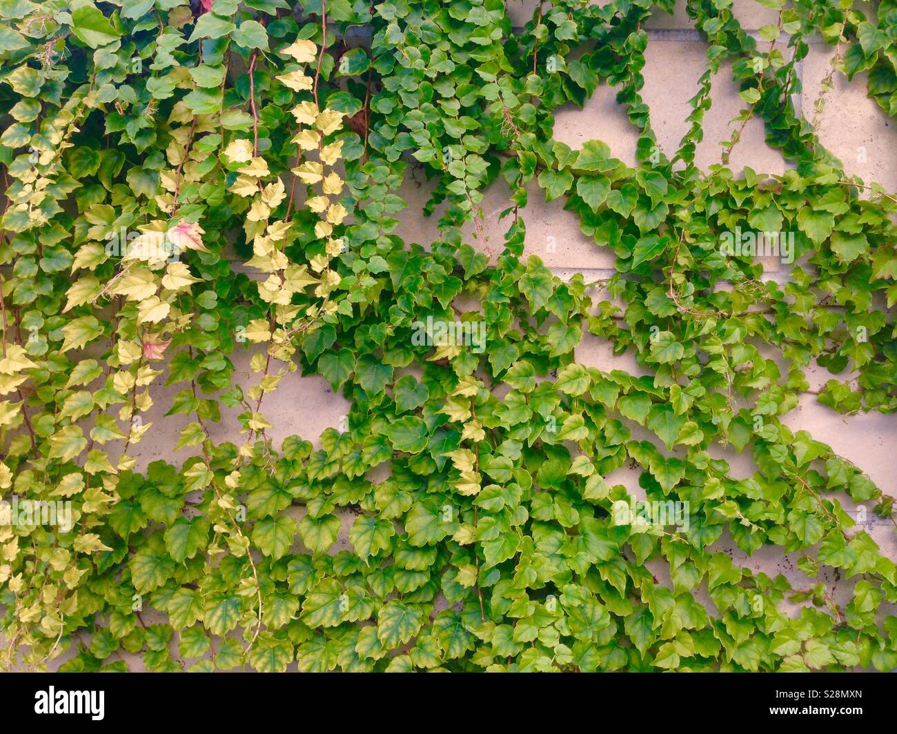 Kriechende Pflanze an Wand Stockfoto