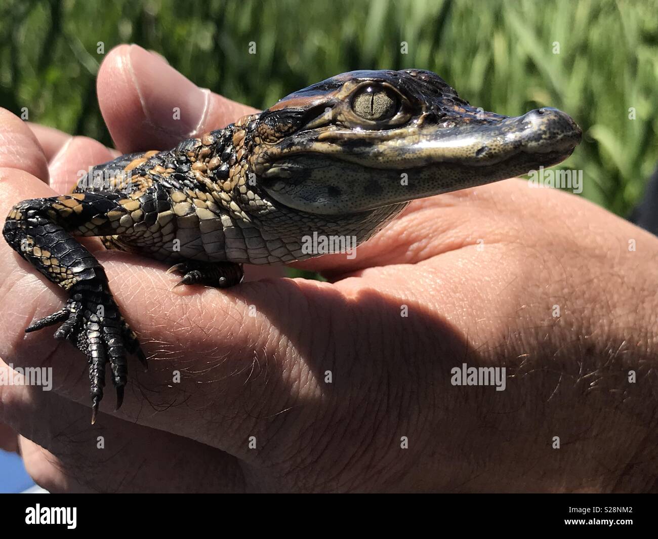 Baby Alligator gehalten wird Stockfoto