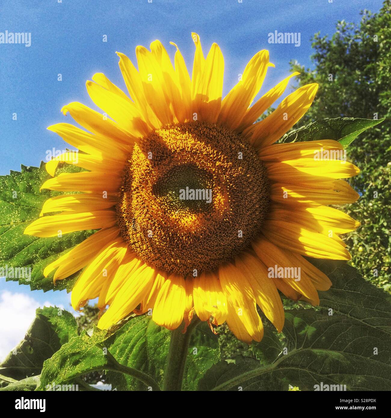 Sonnenblume, Medstead, Hampshire, Vereinigtes Königreich. - Smartphone-aufgenommenes Stockfoto