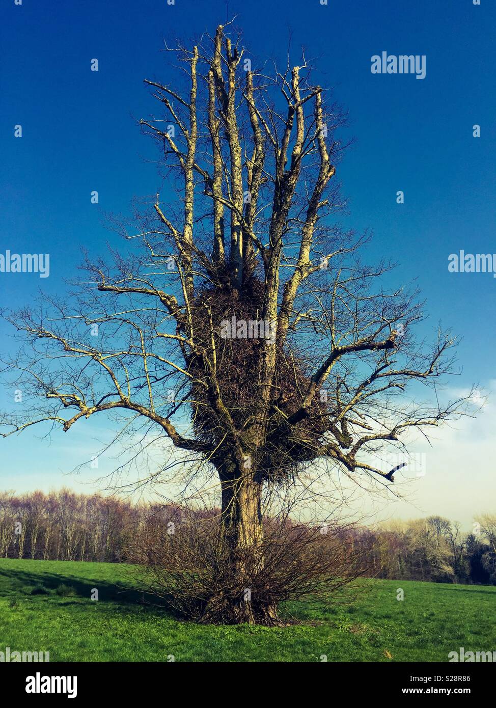 Baum ohne Blätter in einer Wiese und grünes Gras, Mitte April, England, West Sussex, Arundel. April 2018 Stockfoto
