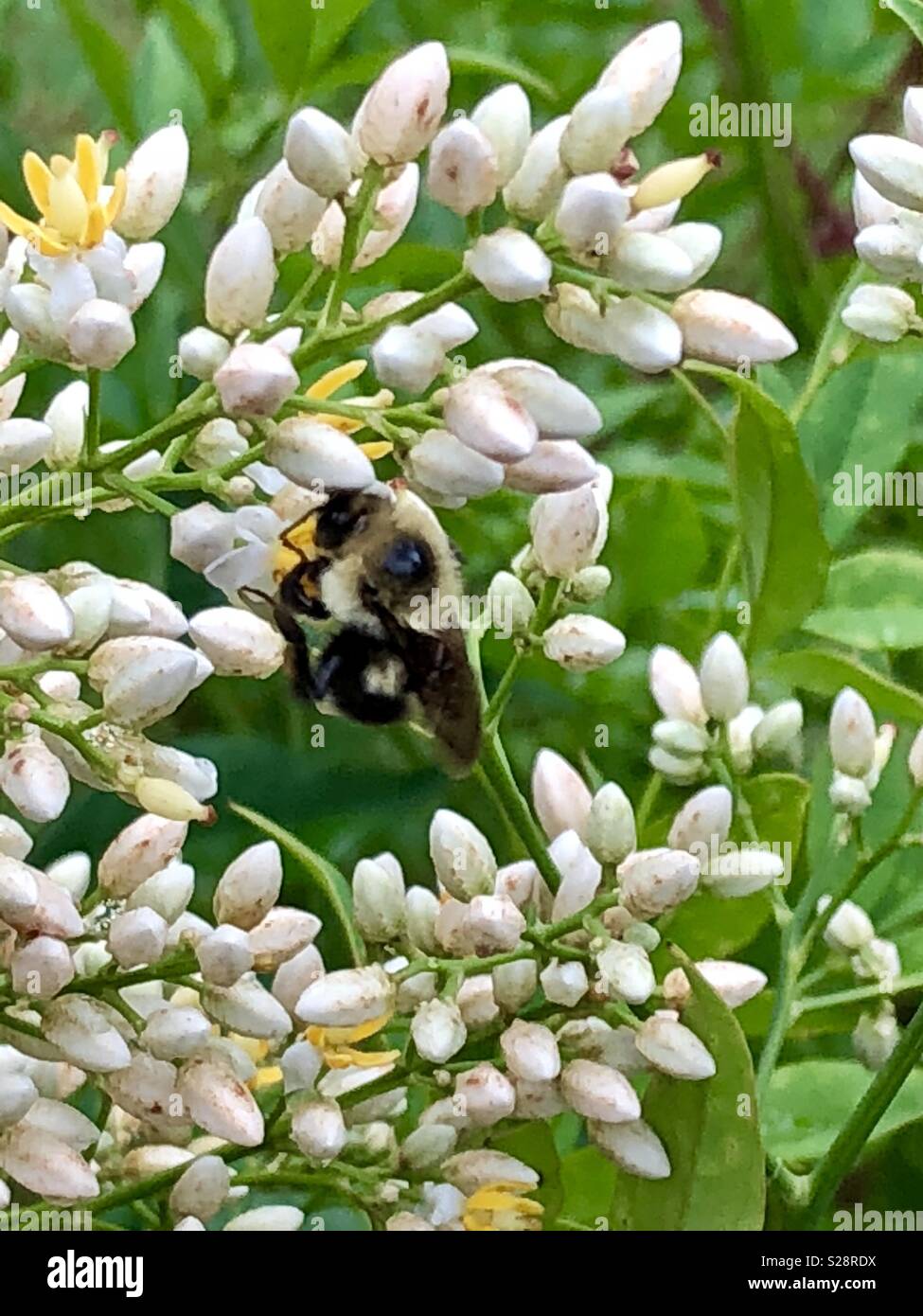 Hummel auf Blumen. Stockfoto