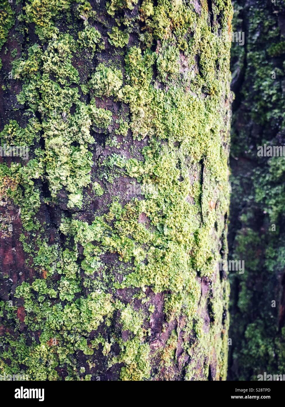 Moos wächst auf Bäumen Stockfoto