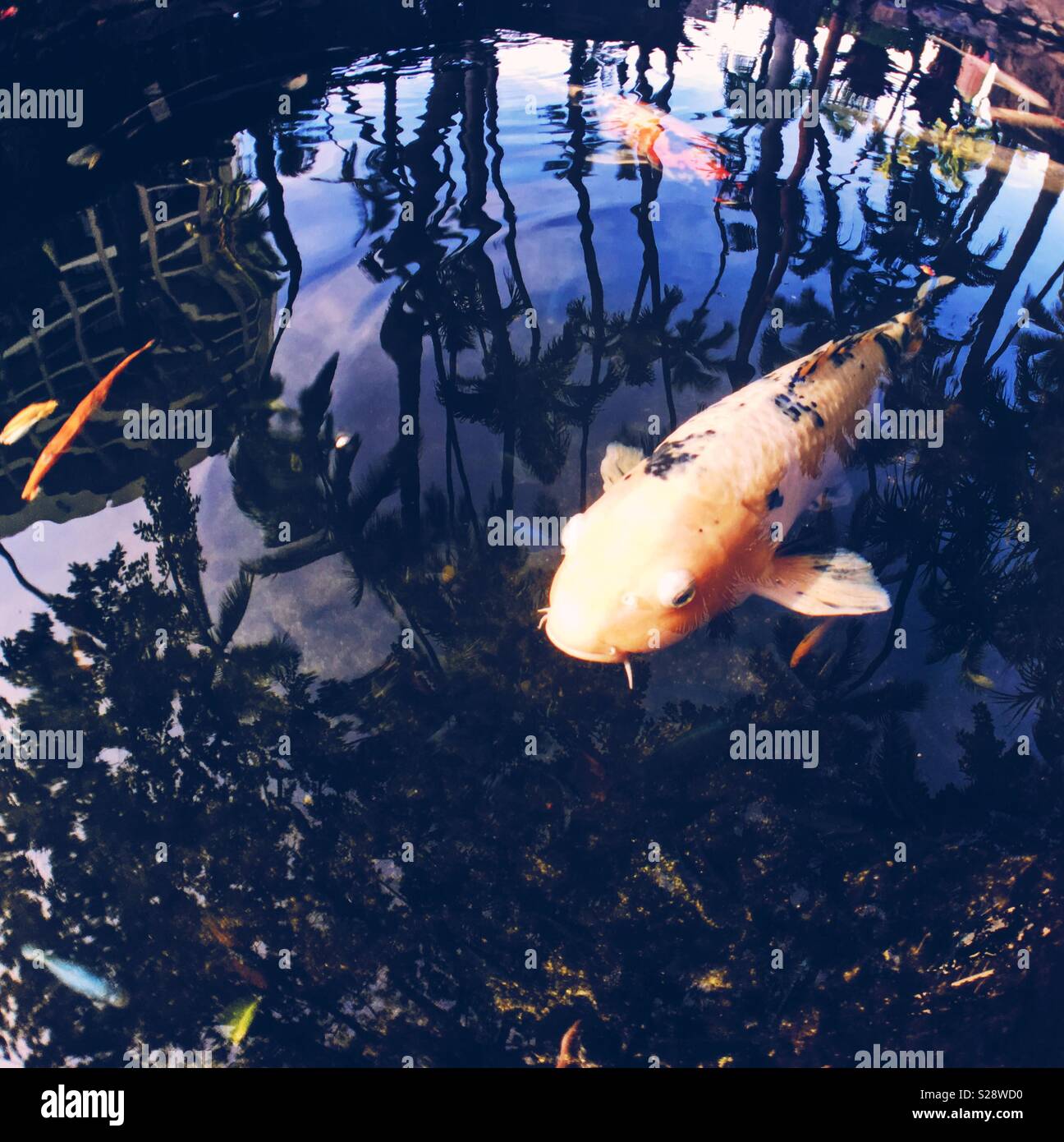 Große Koi Fische in einem Teich, der sich auf die Palmen und der Himmel. Stockfoto
