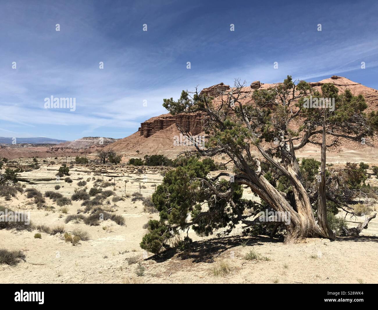 San Rafael Reef, UT, USA. Juniper Strauch dominiert Vordergrund in dürren Wüstenlandschaft. Stockfoto