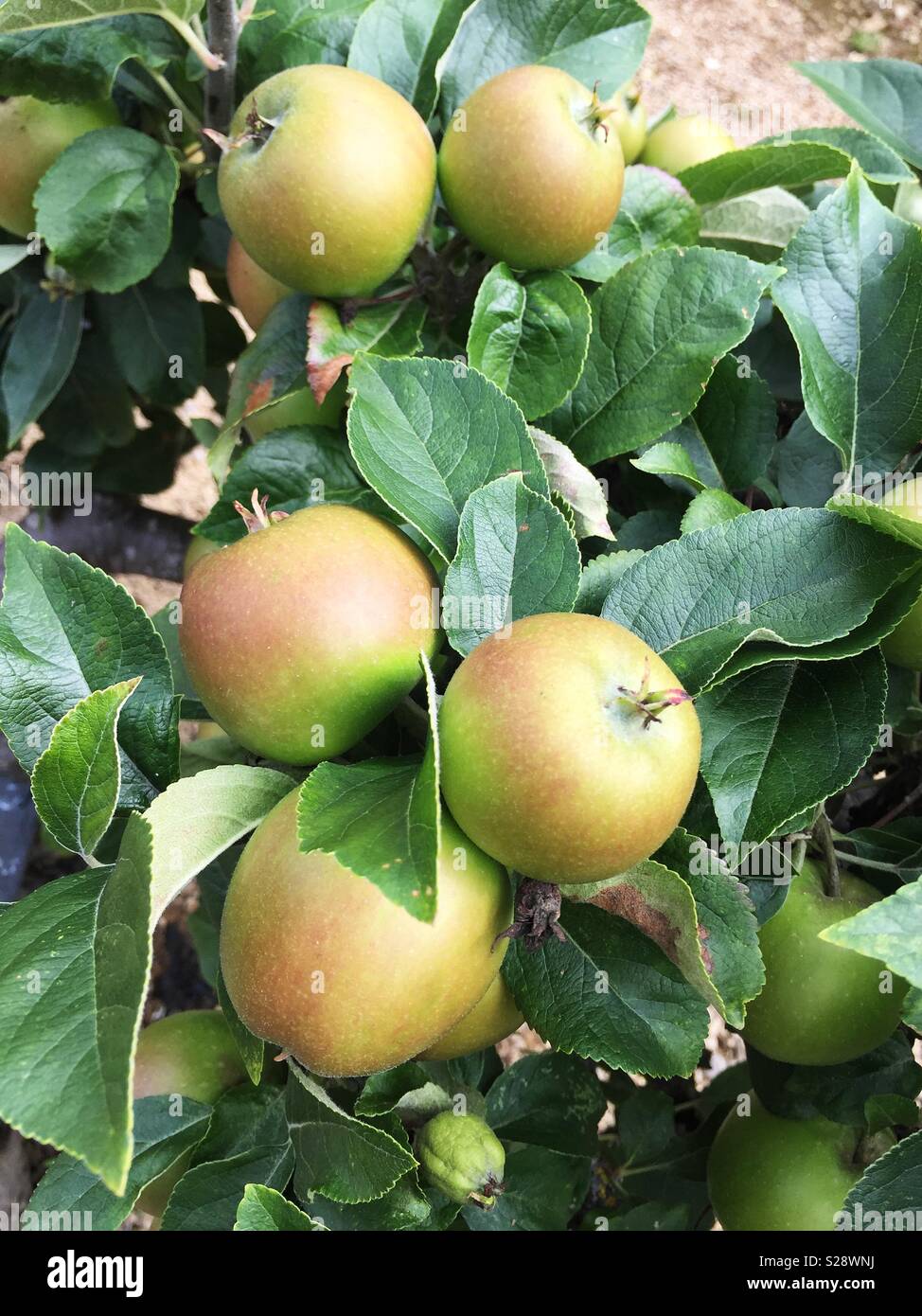 Grüne Äpfel hängen an einem Apfelbaum in einem Obstgarten Reifen Stockfoto