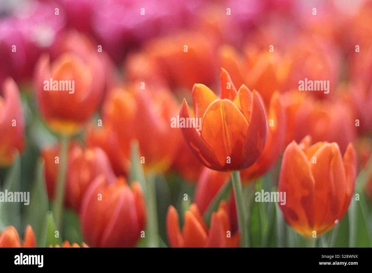 Reihe der bunte Tulpen Stockfoto