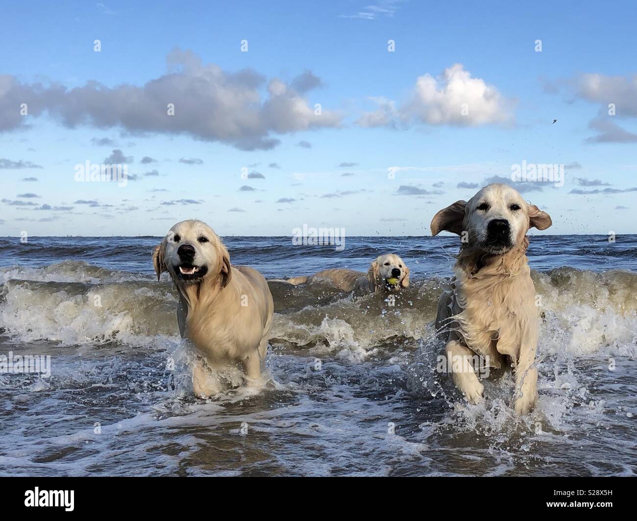 Drei Golden Retriever, Junge, Max und tygo Schwimmen im Meer am Strand von Katwijk in den Niederlanden Stockfoto