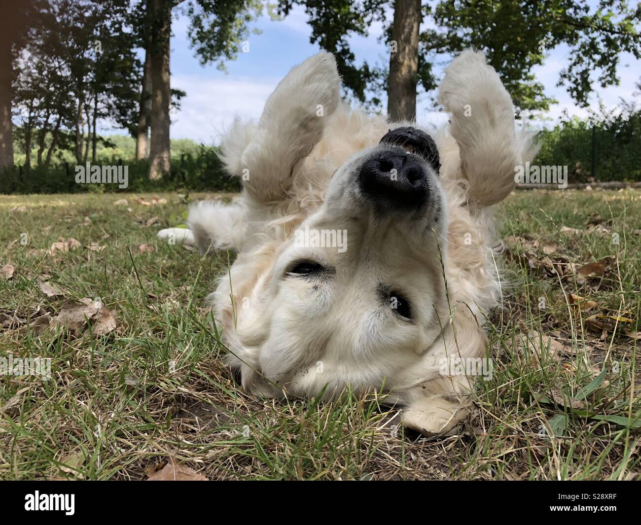 Golden Retriever im Park Stockfoto