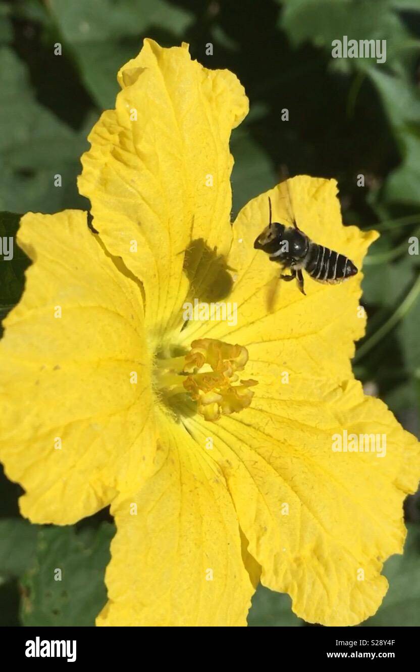 Leafcutter biene Landung auf Loofah Blume Stockfoto