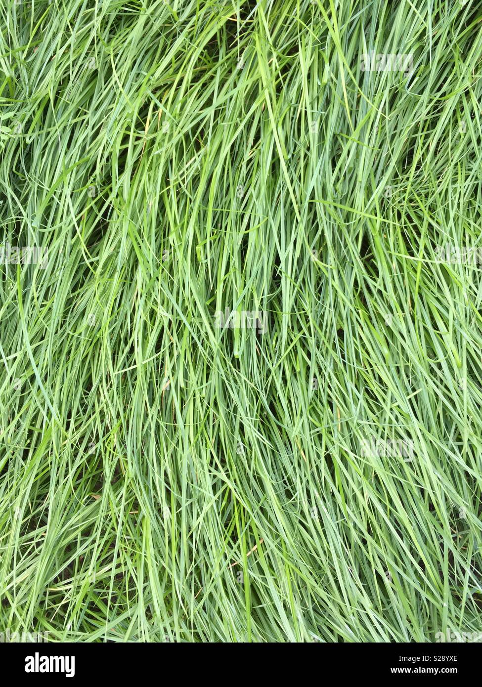 Lange grüne Gras Stockfoto