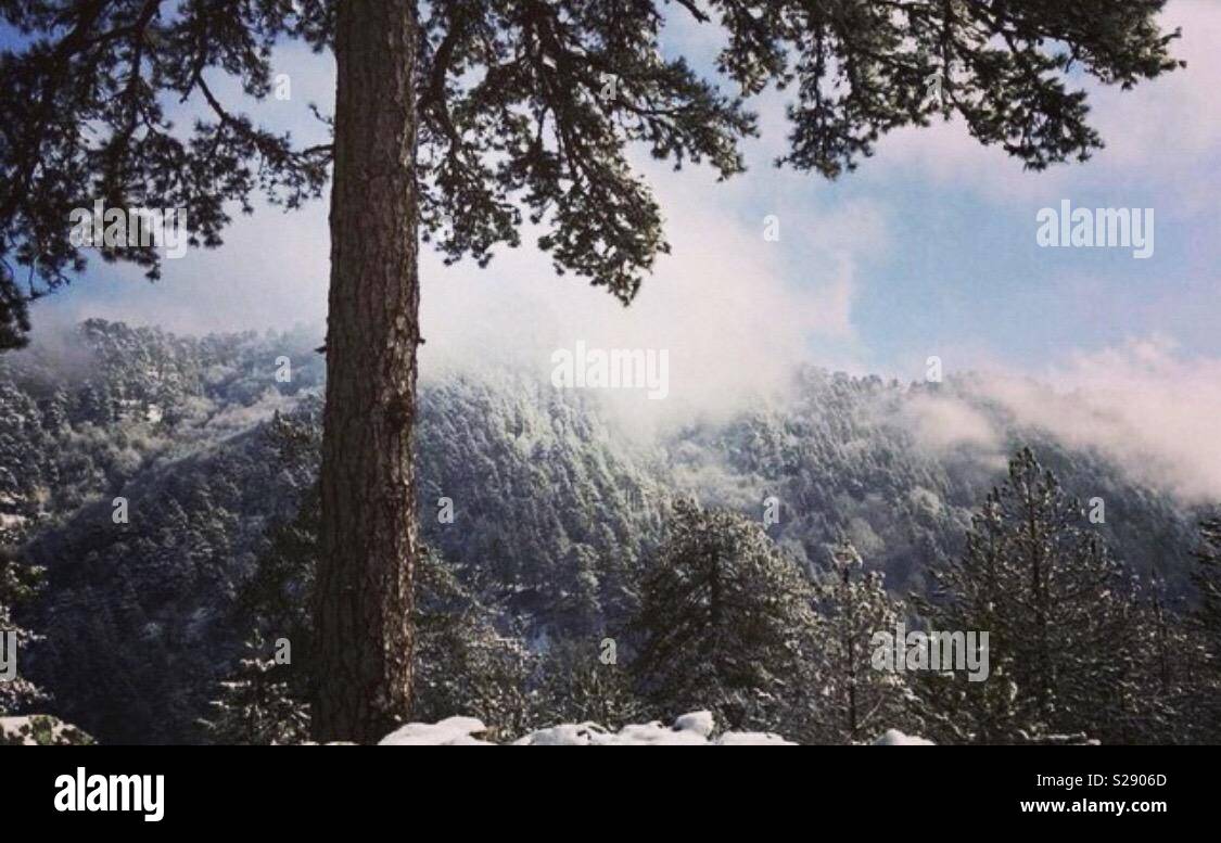 Morgen Spaziergang im Bergwald entspannende Umgebung (Avdella, Grevena, Griechenland) Stockfoto