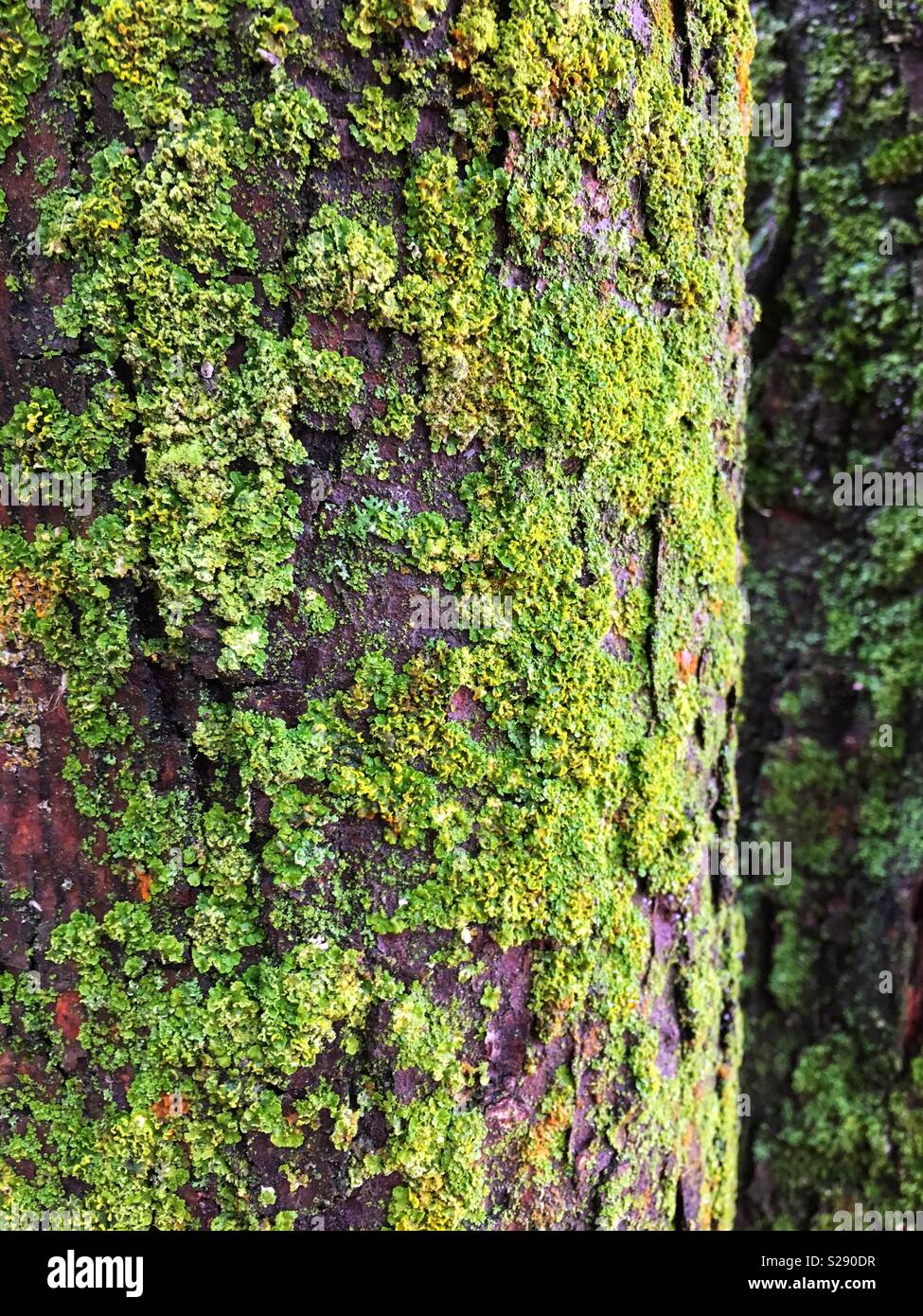 Flechten wachsen an der Seite des Baumes Stockfoto