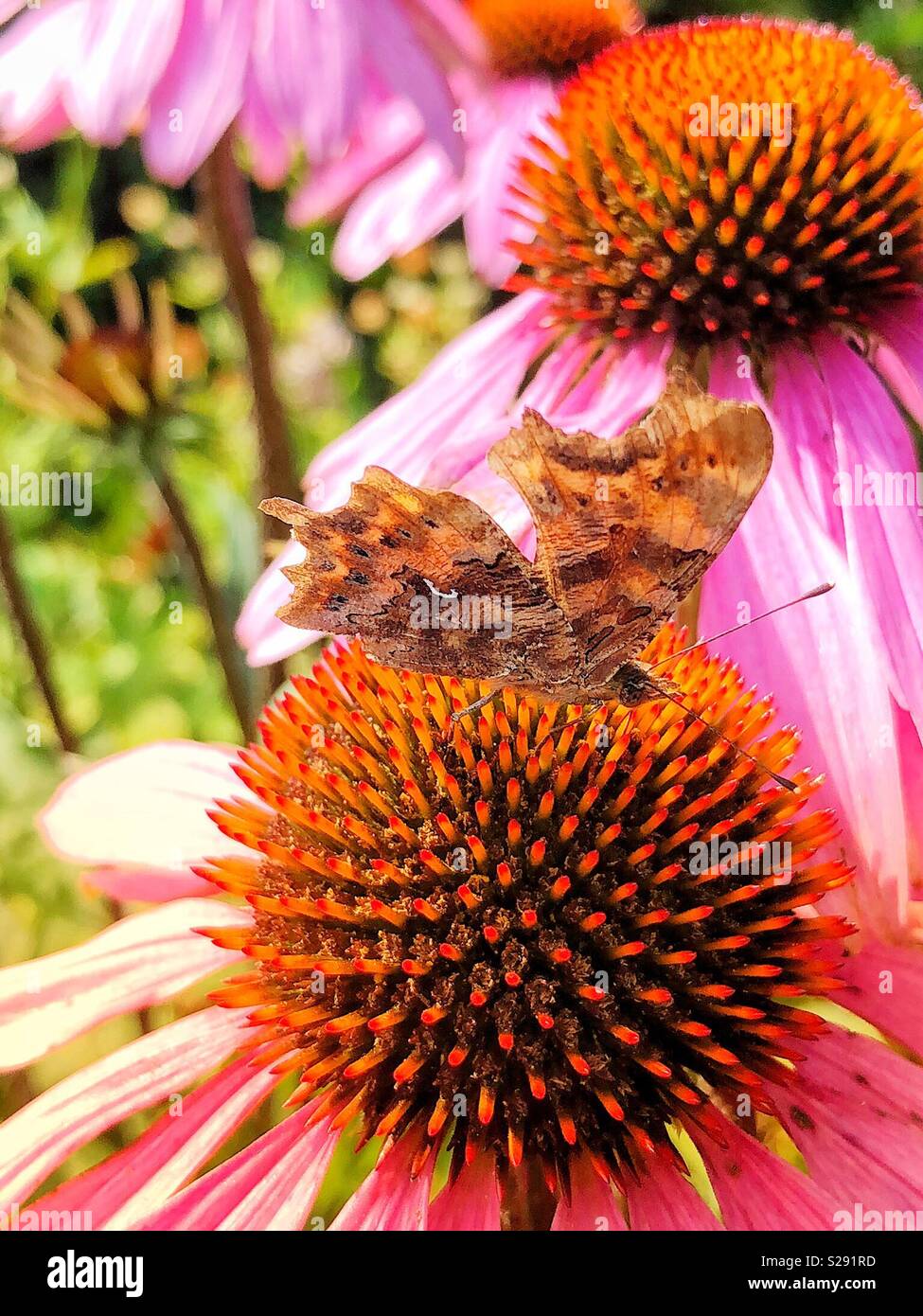 Komma Schmetterling mit geschlossenen Flügeln, die die Weißen komma Mark, ruht auf einem echinacea, oder coneflower Stockfoto