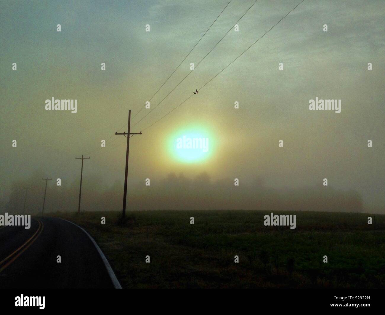 Hazy Nord-carolina morgen mit Misty aufgehenden Sonne über der Baumgrenze, Feld, und Telefonmasten Stockfoto