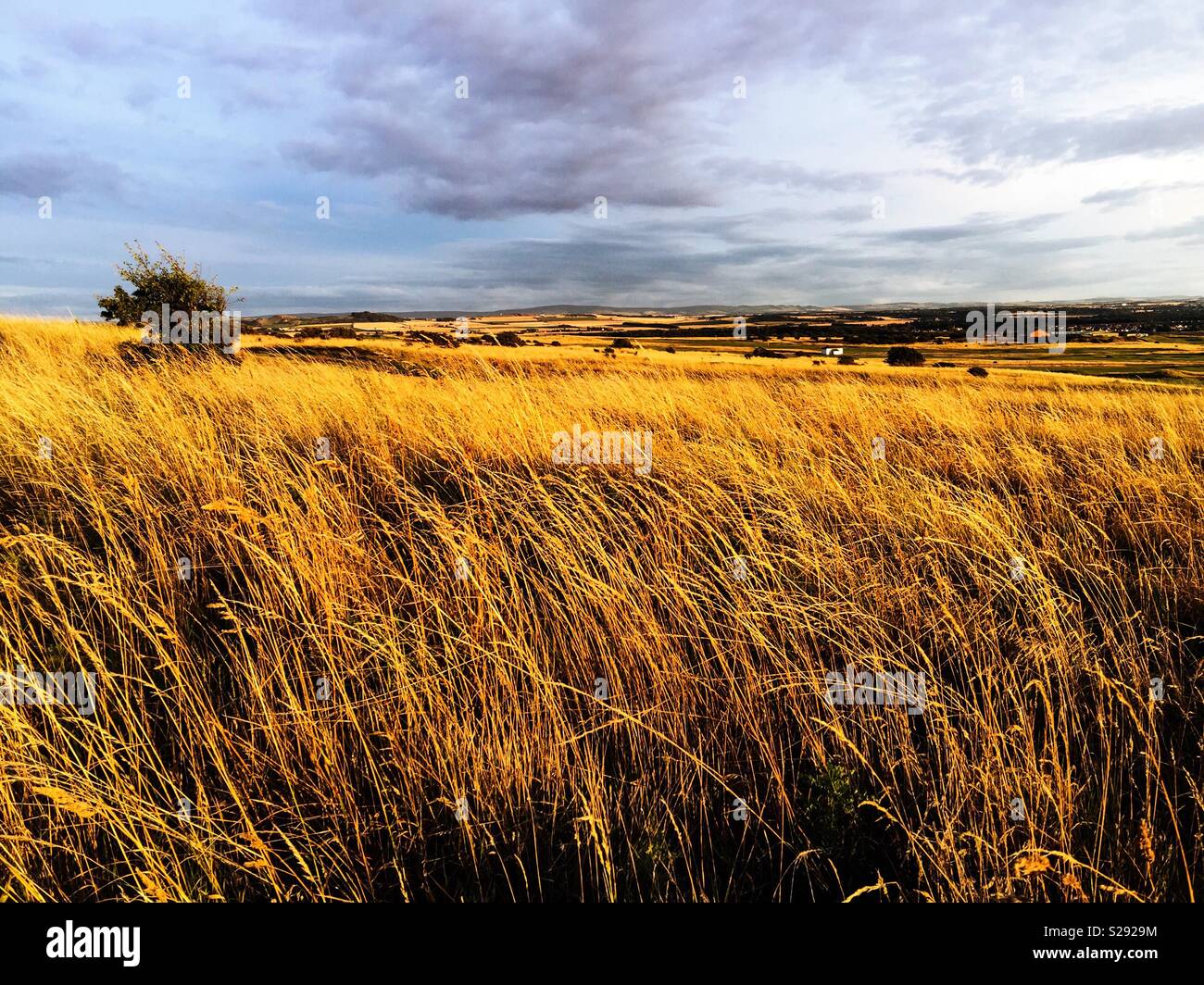 Wind und Sonne auf lange Gras. Dies ist die Tiefe rauhe auf einem schottischen Golf Course. Stockfoto