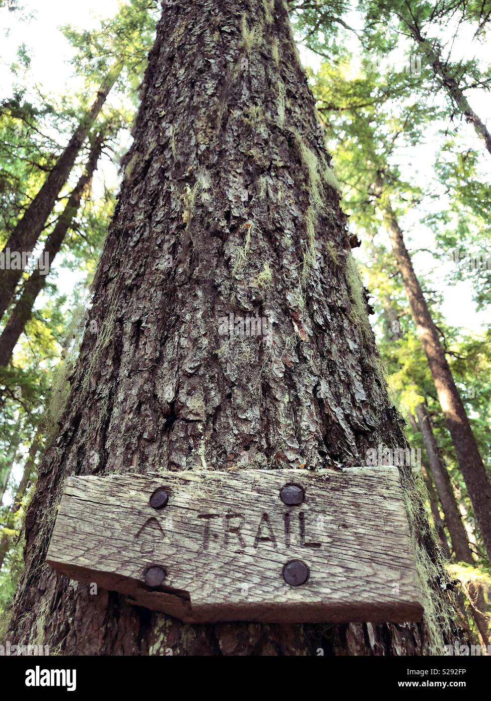 Ein hölzernes Schild mit dem Wort "Trail" zu einem Baum in Willamette National Forest in Oregon, USA genagelt. Stockfoto