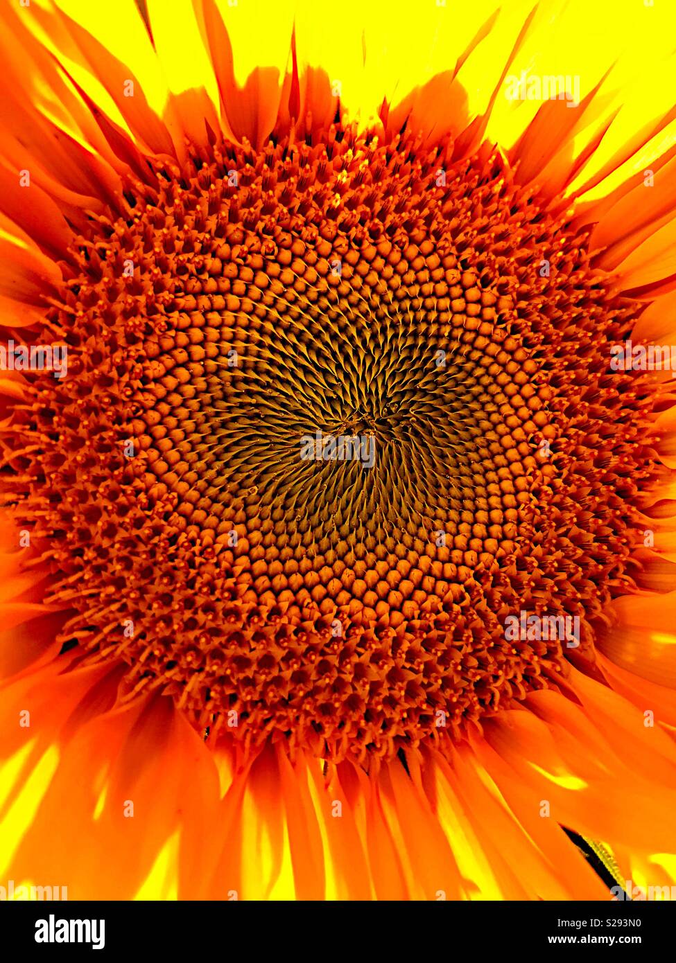 Sonnenblume closeup Stockfoto